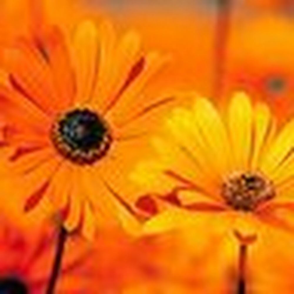 Meet your Posher, Michele